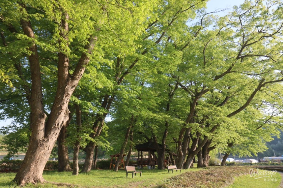 Exploring the Serene Munbeop-ri Zelkova Village Forest in Goesan_03