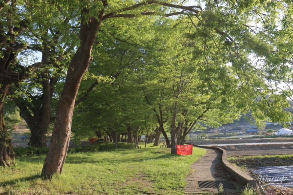 Exploring the Serene Munbeop-ri Zelkova Village Forest in Goesan_13