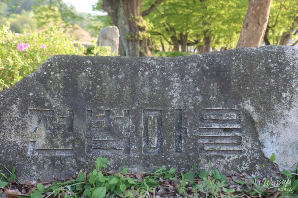 Exploring the Serene Munbeop-ri Zelkova Village Forest in Goesan_16