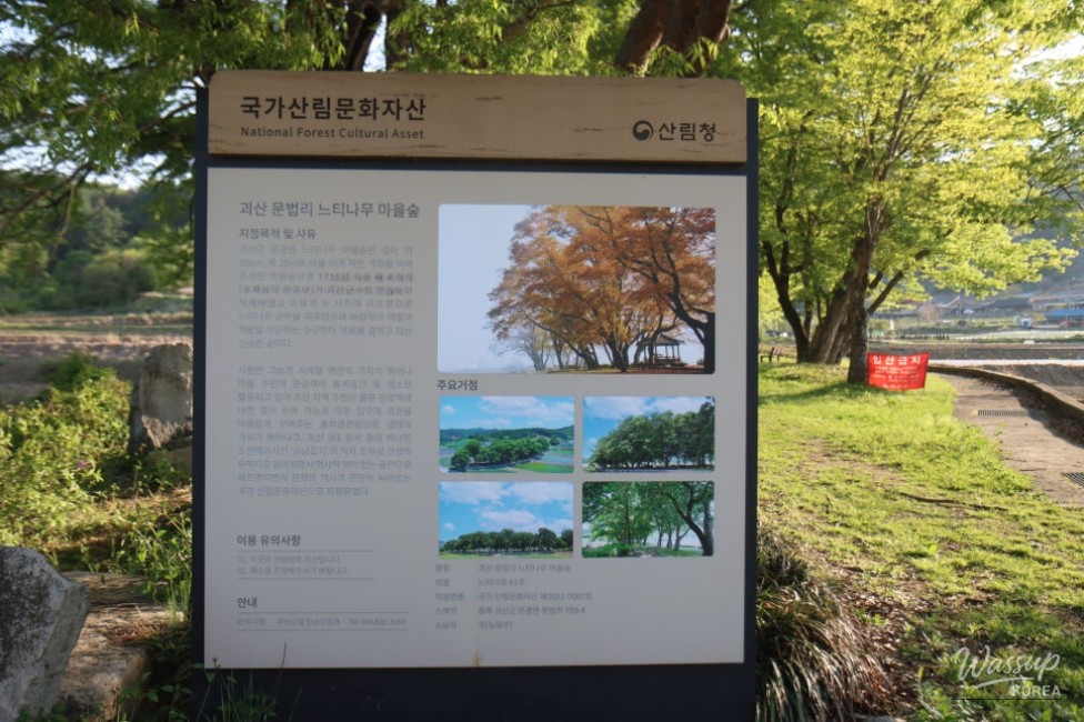 Exploring the Serene Munbeop-ri Zelkova Village Forest in Goesan_02