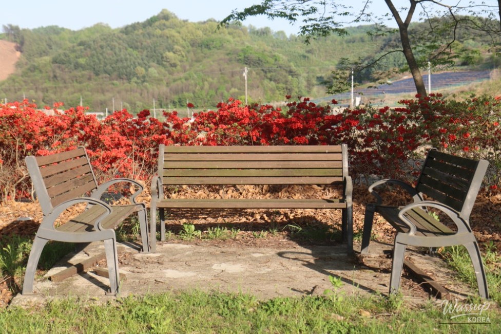 Exploring the Serene Munbeop-ri Zelkova Village Forest in Goesan_05