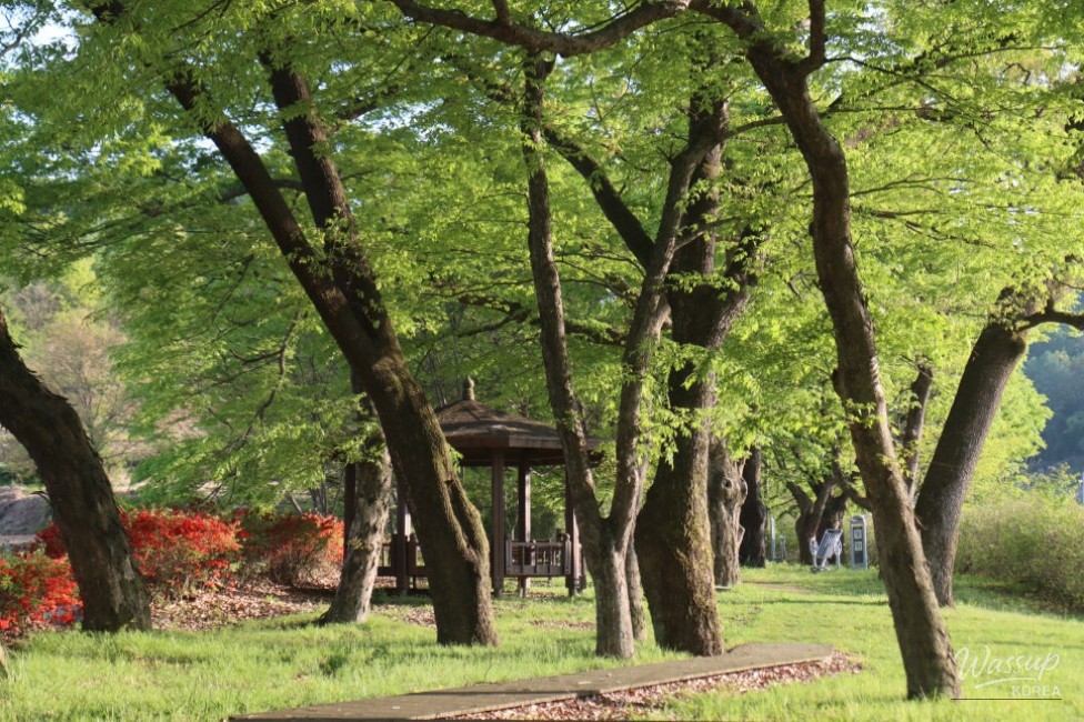 Exploring the Serene Munbeop-ri Zelkova Village Forest in Goesan_09