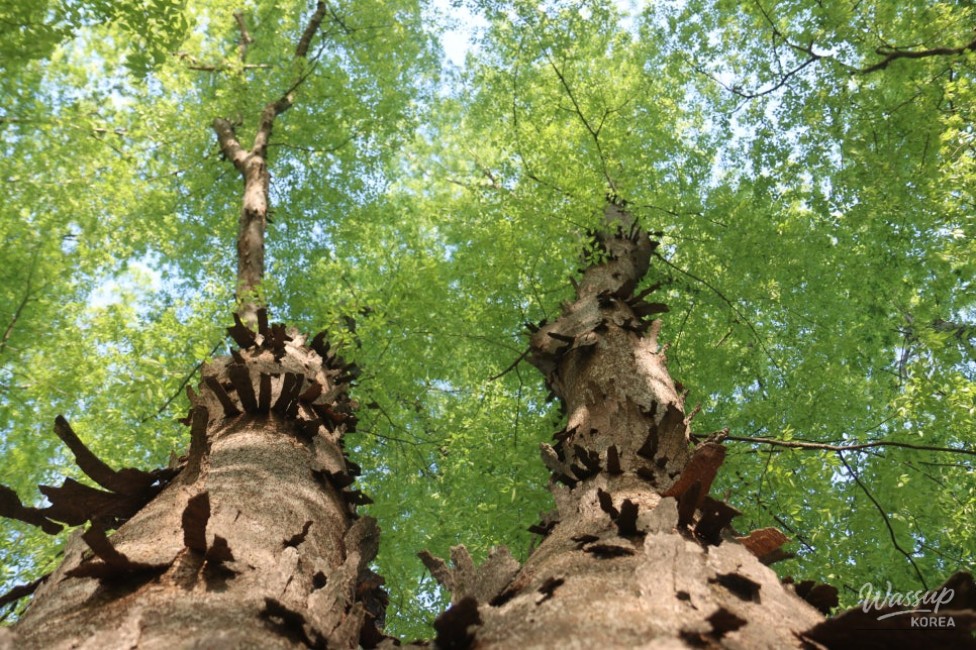 Exploring the Serene Munbeop-ri Zelkova Village Forest in Goesan_14