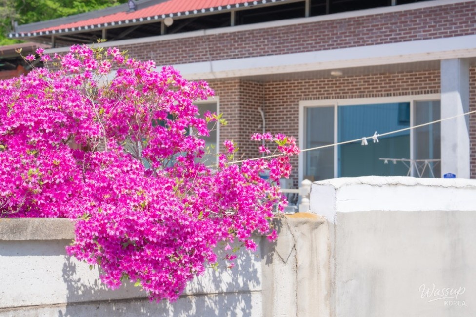 Springtime Bliss at Wanju Hwasan Flower Garden_05