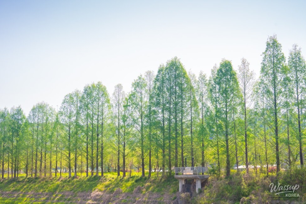 Springtime Bliss at Wanju Hwasan Flower Garden_02