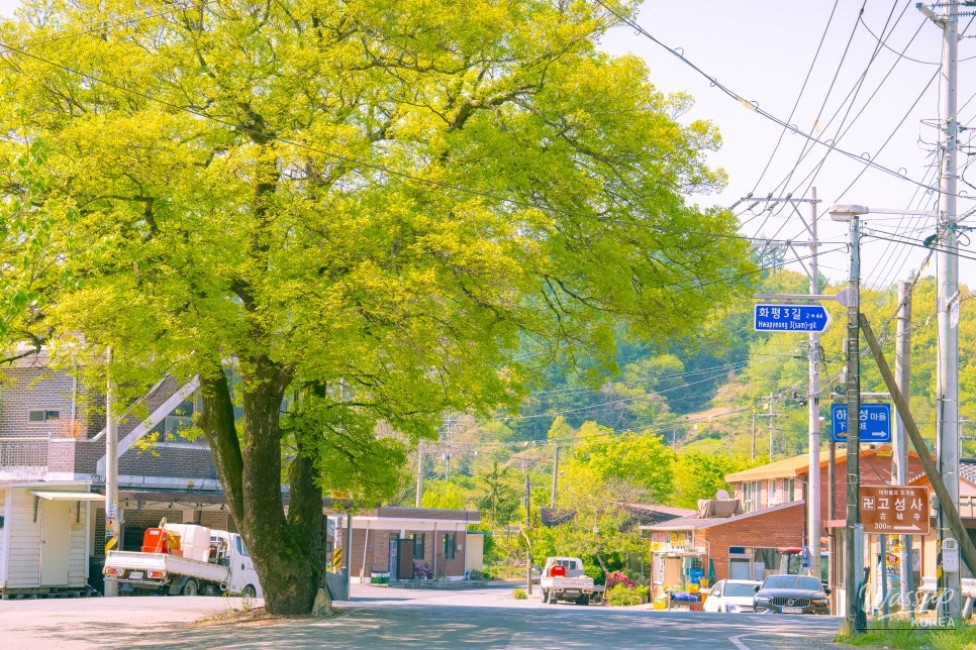 Springtime Bliss at Wanju Hwasan Flower Garden_03