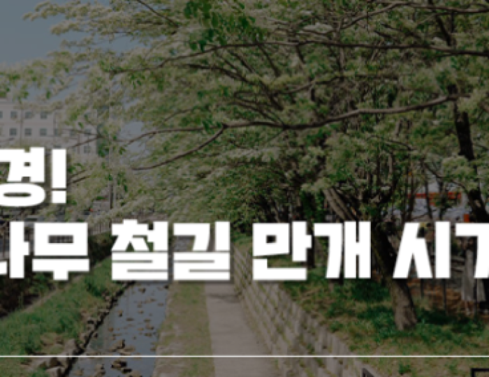 The Enchanting Ipam Tree Trail in May float