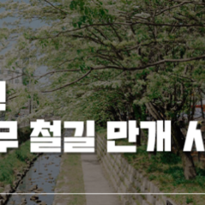 The Enchanting Ipam Tree Trail in May1715