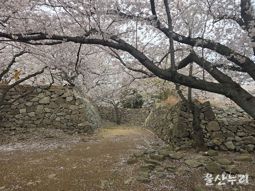 Exploring the Historical Seongpo Fortress in Ulsan_17