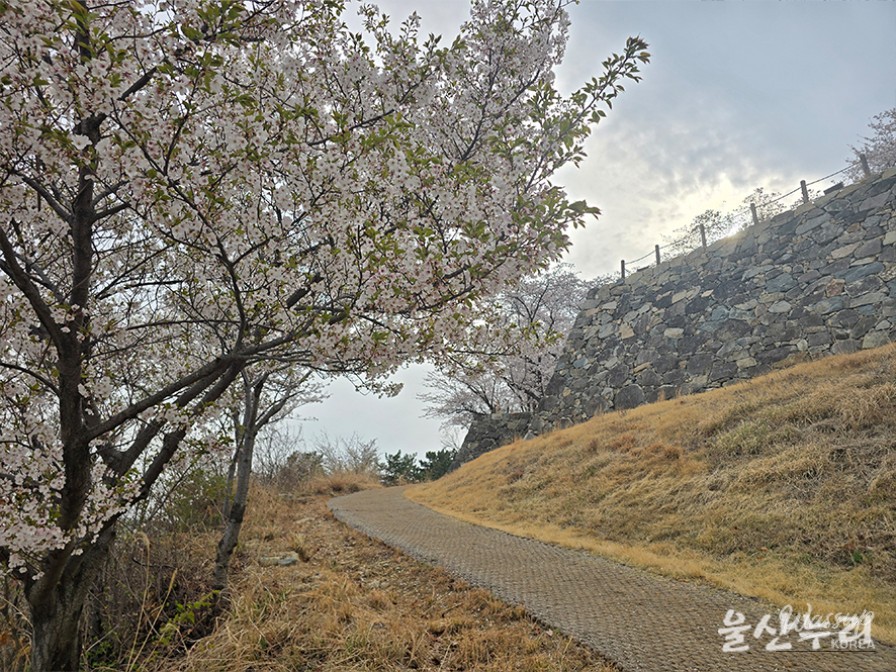 Exploring the Historical Seongpo Fortress in Ulsan_12