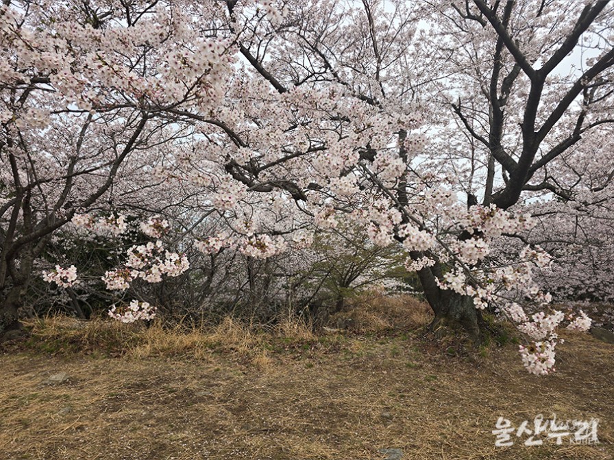 Exploring the Historical Seongpo Fortress in Ulsan_16
