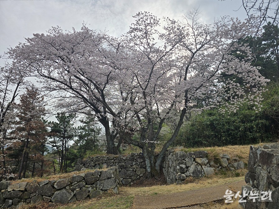 Exploring the Historical Seongpo Fortress in Ulsan_11