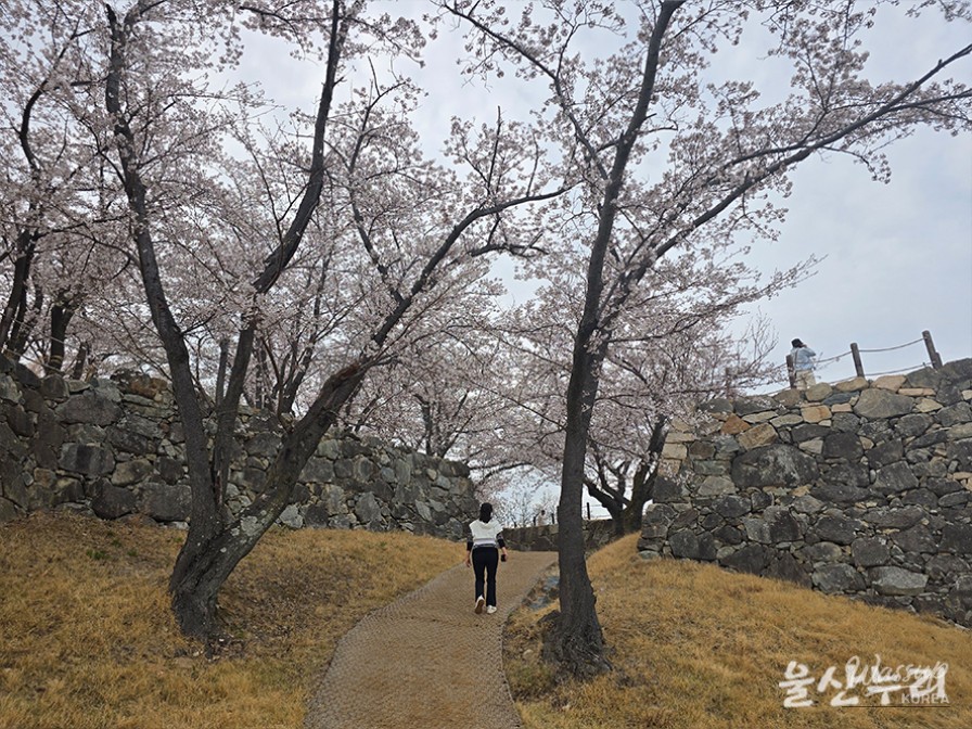 Exploring the Historical Seongpo Fortress in Ulsan_13