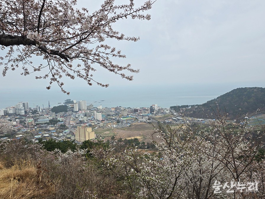 Exploring the Historical Seongpo Fortress in Ulsan_18