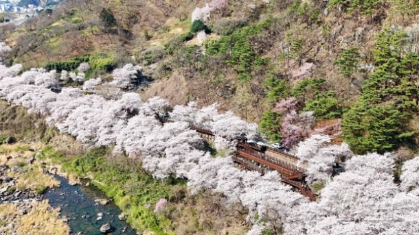 A Spring Stroll Along the Cherry Blossom Path in Hadong_01