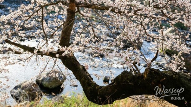 A Spring Stroll Along the Cherry Blossom Path in Hadong_03