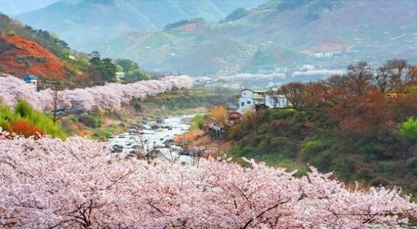 A Spring Stroll Along the Cherry Blossom Path in Hadong_02