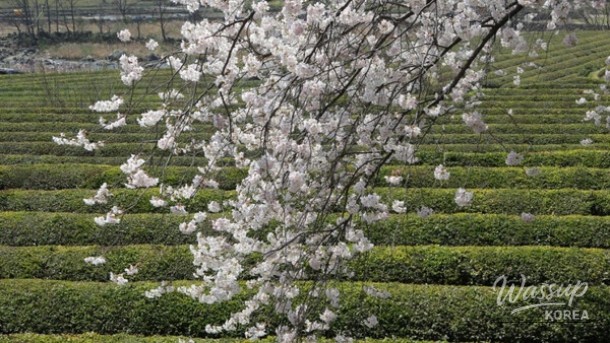 A Spring Stroll Along the Cherry Blossom Path in Hadong_05