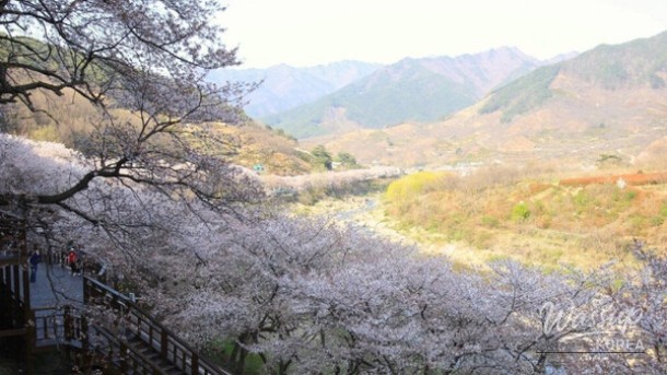 A Spring Stroll Along the Cherry Blossom Path in Hadong_04