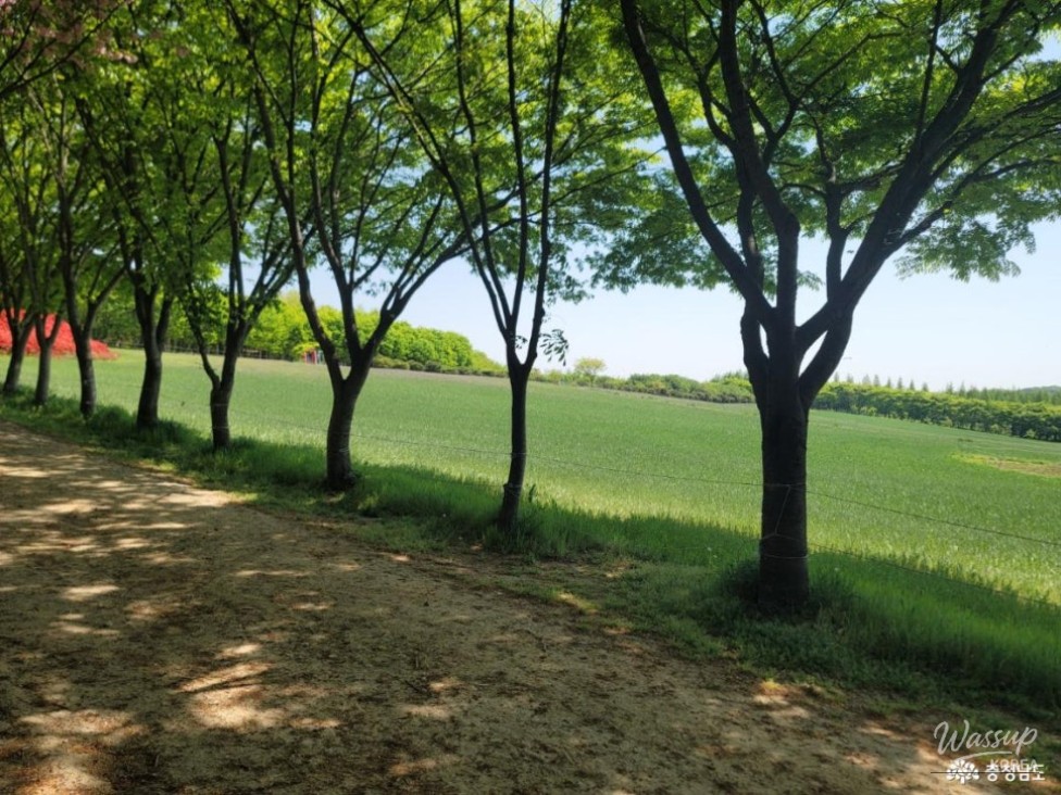 Discovering Agroland Taeshin Ranch: A Hidden Gem in Chungnam_04