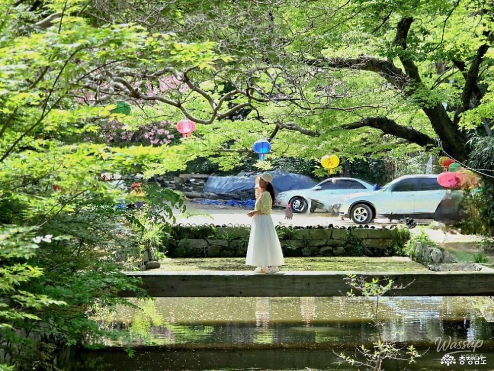Exploring the Beautiful Cherry Blossoms of Chungnam_03