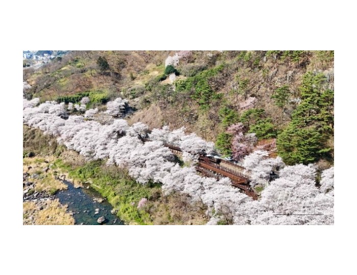 A Spring Stroll Along the Cherry Blossom Path in Hadong float
