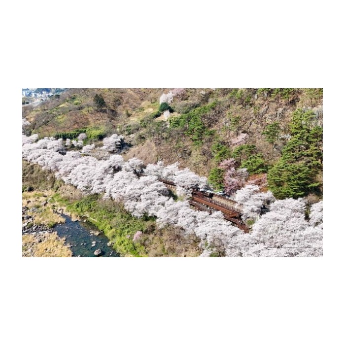 A Spring Stroll Along the Cherry Blossom Path in Hadong3506