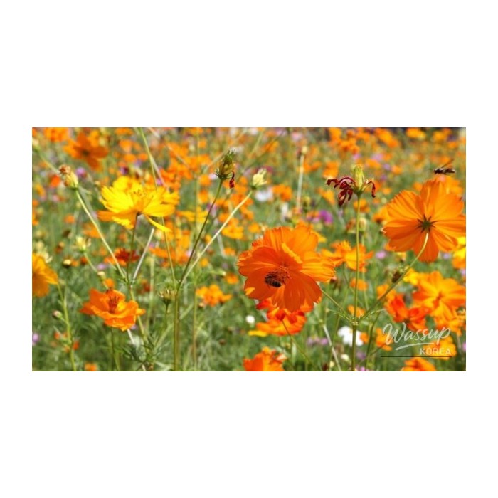 Spring Flower Destinations in Korea for 20263532