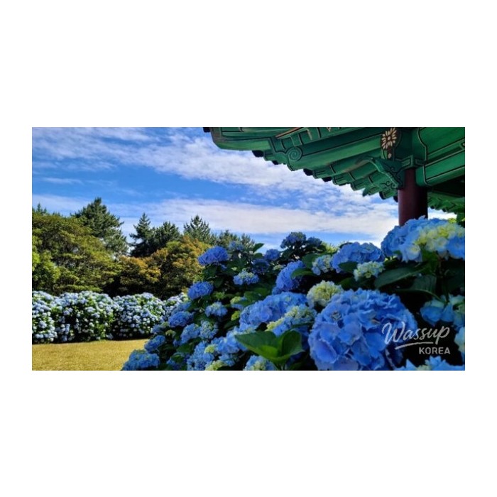 Exploring Jeju Island in May: Tips for a Memorable Trip3548
