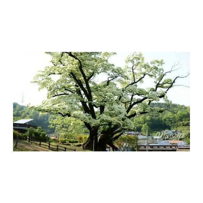 Discovering the Beauty of Jin-gok-ri's Ipam Tree and Cultural Heritage3553