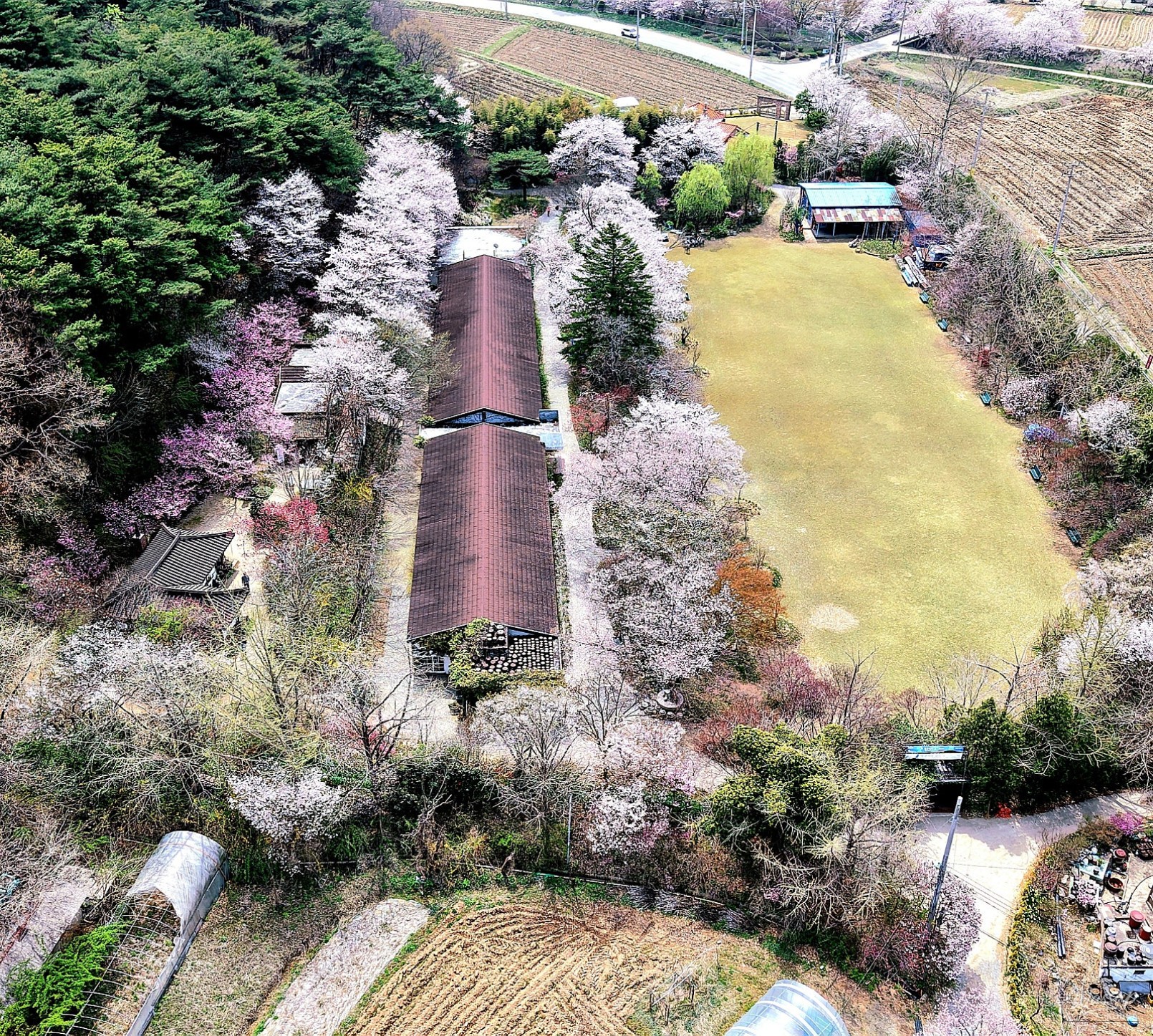 Spring Blossoms in Dangjin: A Scenic Guide_06