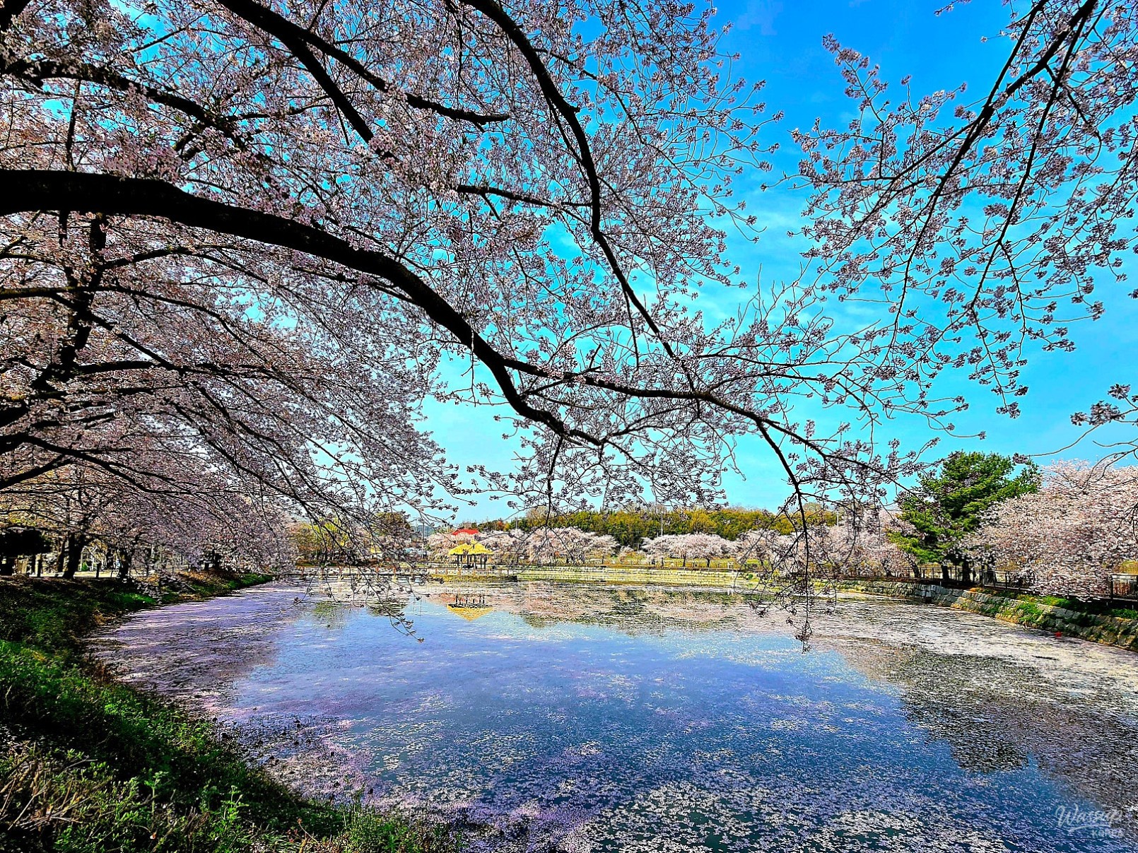 Spring Blossoms in Dangjin: A Scenic Guide_05