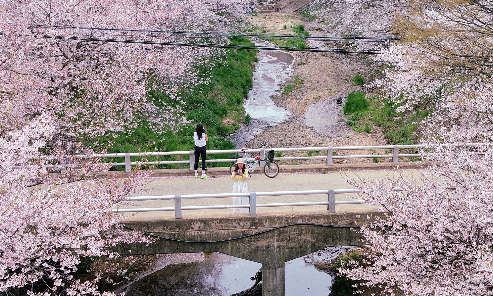 Spring Blossoms in Dangjin: A Scenic Guide_12