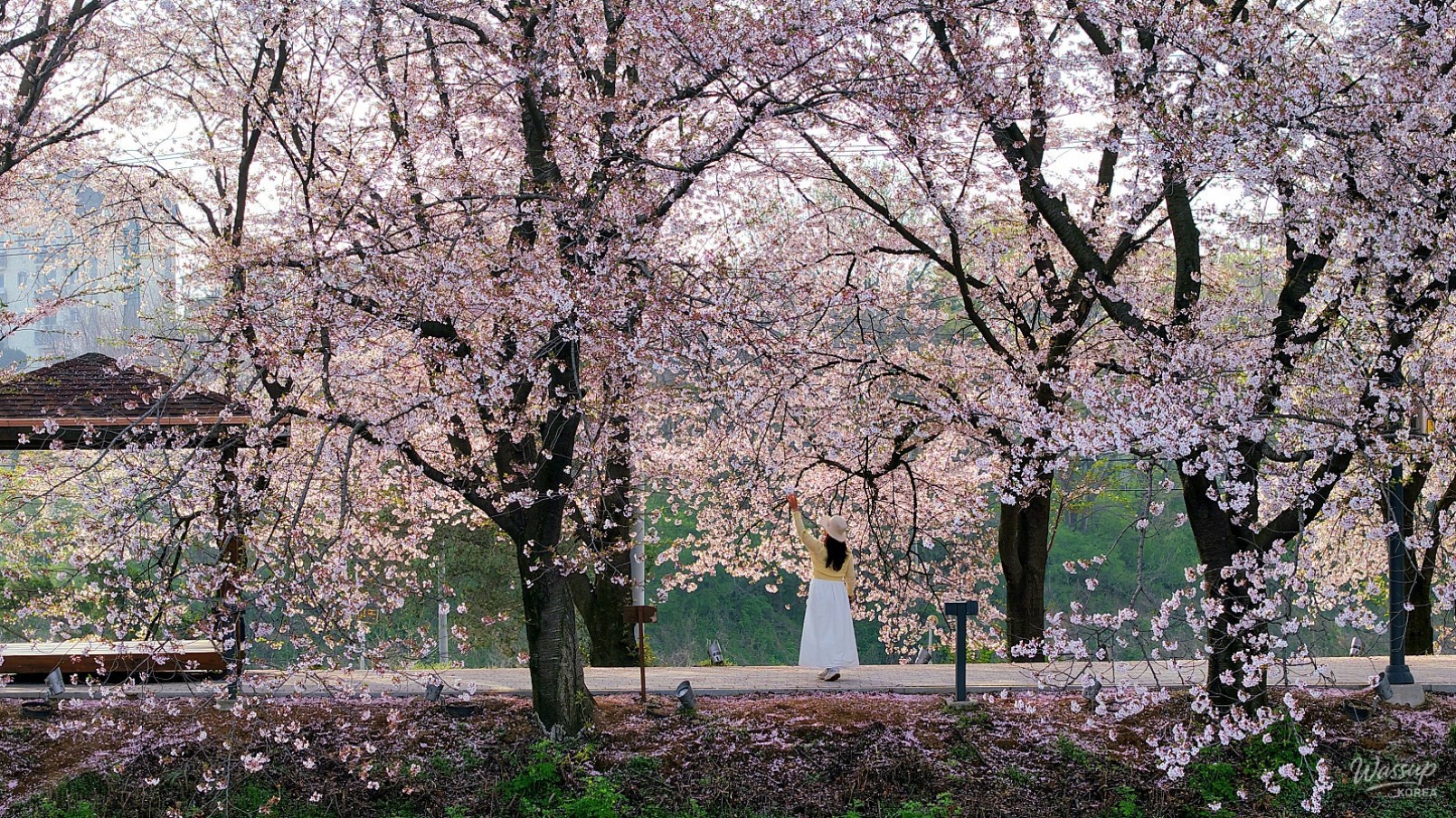 Spring Blossoms in Dangjin: A Scenic Guide_04