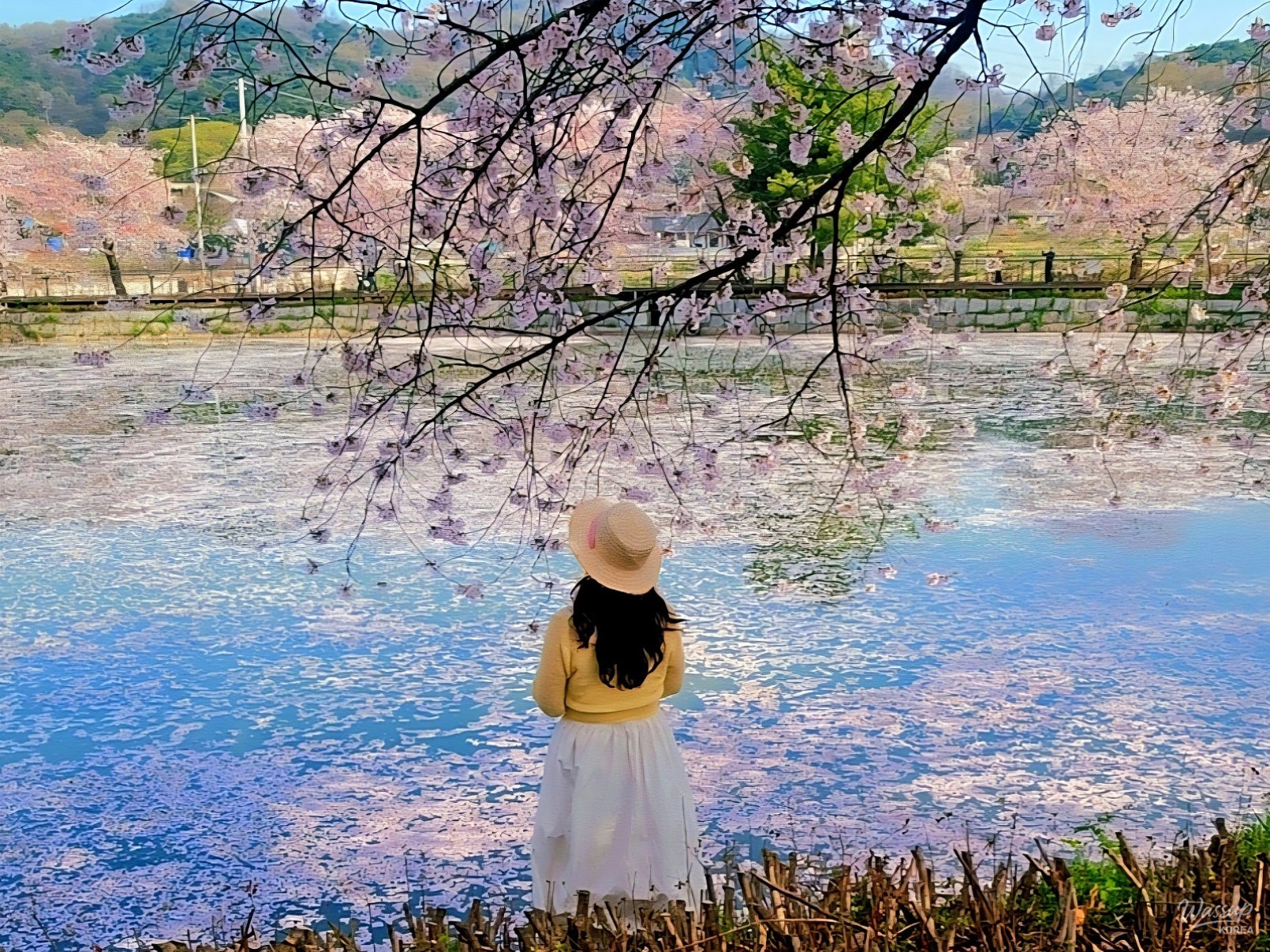 Spring Blossoms in Dangjin: A Scenic Guide_03