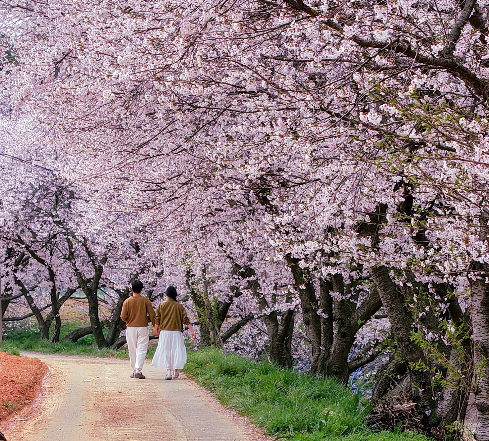 Spring Blossoms in Dangjin: A Scenic Guide_13