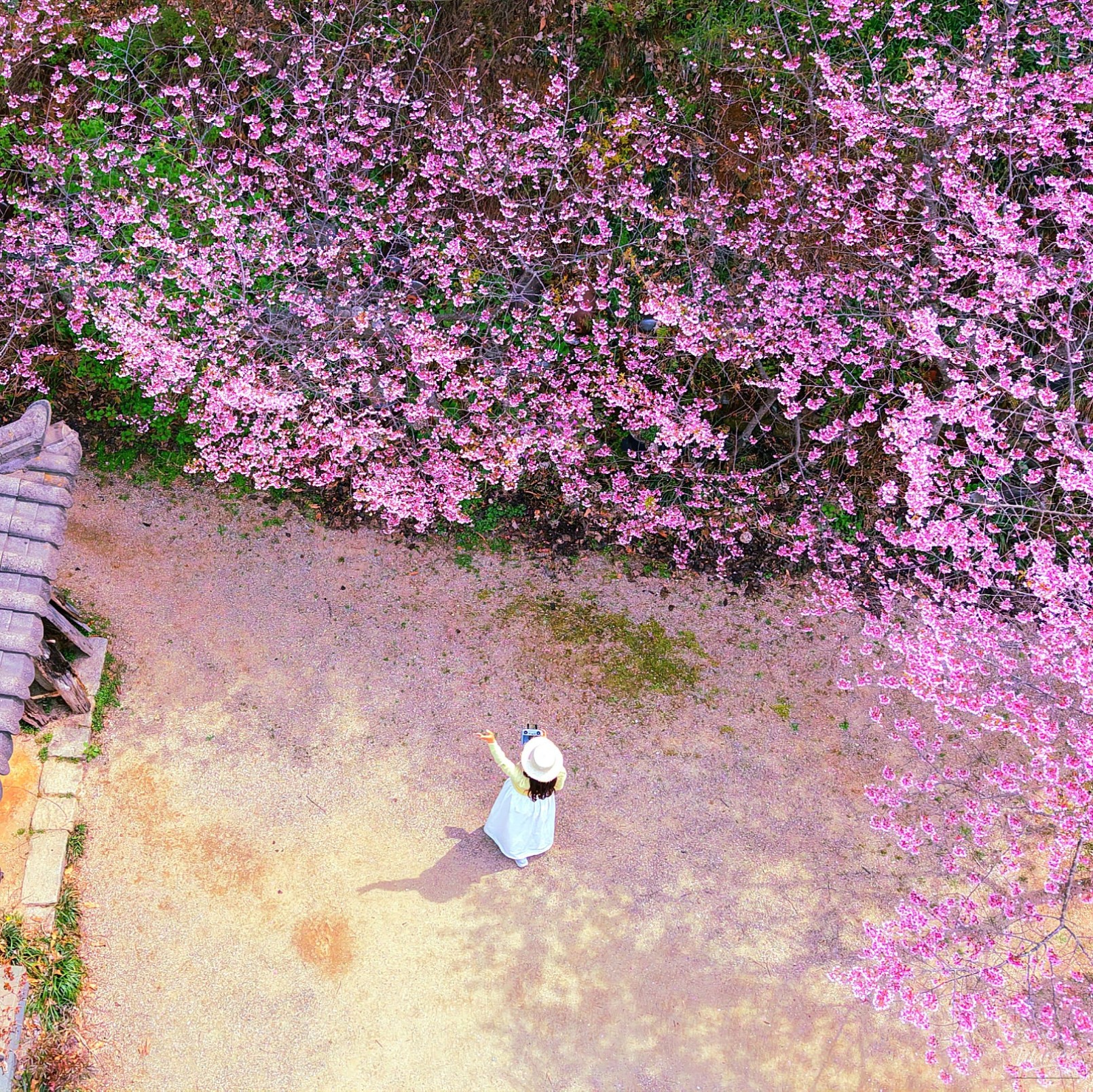 Spring Blossoms in Dangjin: A Scenic Guide_07