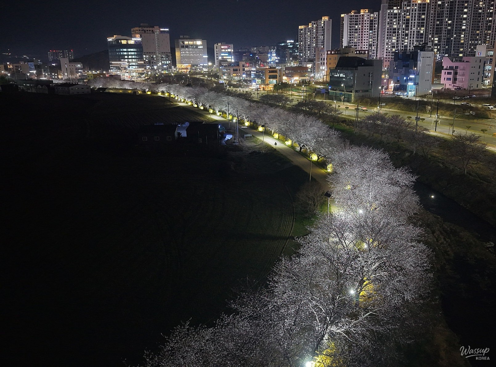 Spring Blossoms in Dangjin: A Scenic Guide_14