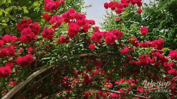 Explore the Beauty of Rose Festivals in May_03