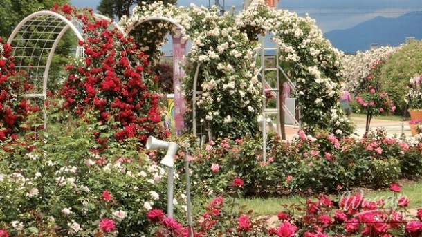 Explore the Beauty of Rose Festivals in May_04