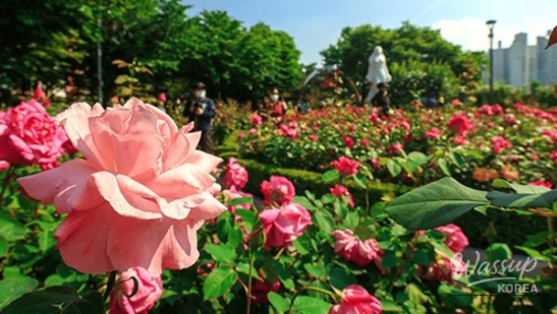 Explore the Beauty of Rose Festivals in May_01