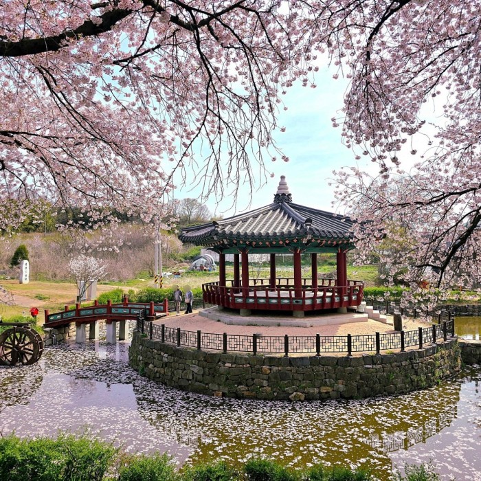 Spring Blossoms in Dangjin: A Scenic Guide3576