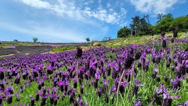 Welcome to the Purple Island Lavender Festival_04