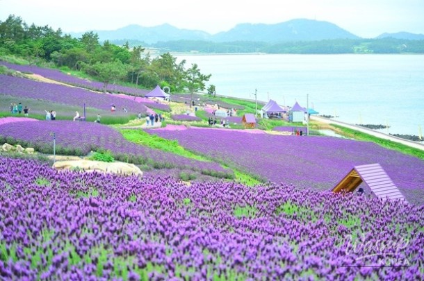 Welcome to the Purple Island Lavender Festival_03