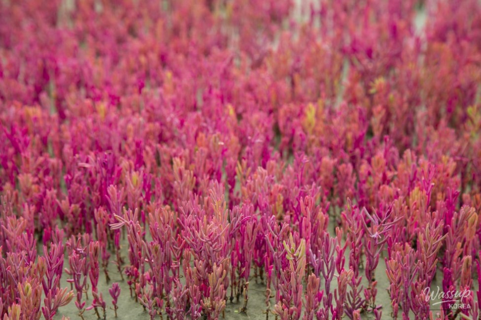 The Hidden Forest of Salt Marsh Plants at the Boundary of Land and Sea_06