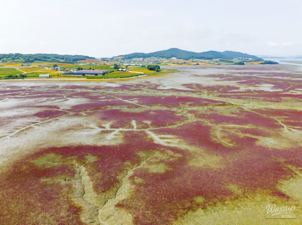 The Hidden Forest of Salt Marsh Plants at the Boundary of Land and Sea_03