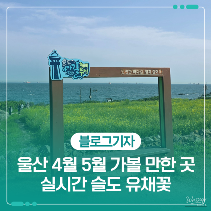 Exploring the Beauty of Canola Flowers in Ulsan's Soldo1756