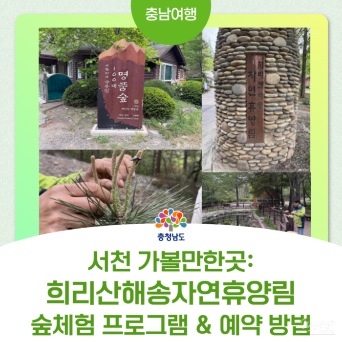 Healing Retreat at Hee-ri Mountain Pine Natural Recreation Forest3633
