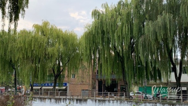 Exploring the Beauty of Yangjaecheon in Late April_02