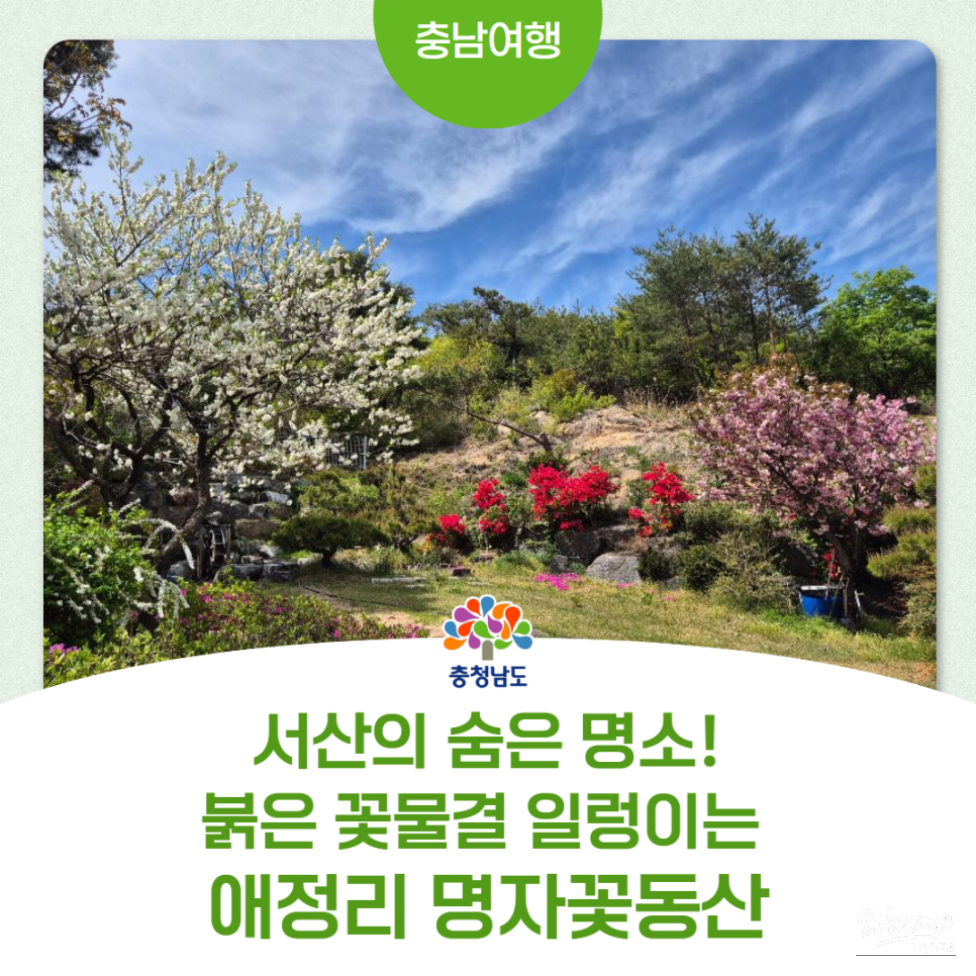 Spring Blossoms at Myungja Flower Garden in Seosan_01